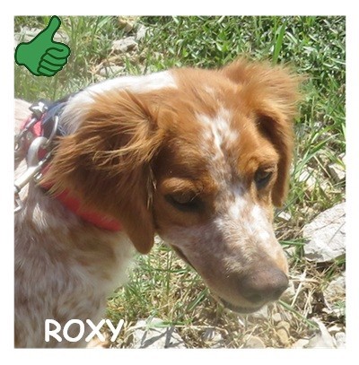 dog-walker-18 roxy cdp