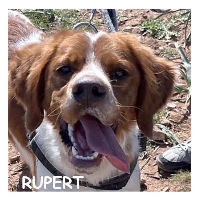 dog-walker-18 rupert96426