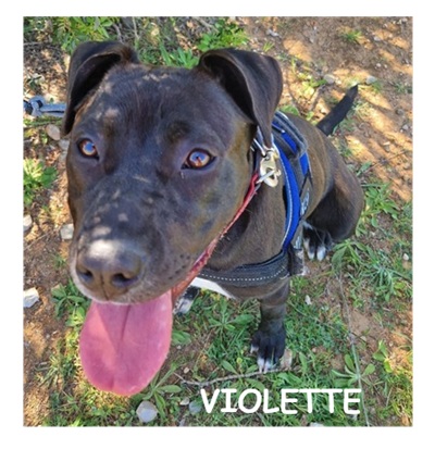 dog-walker-18 violette96367