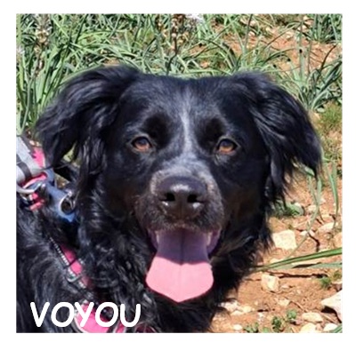 dog-walker-18 voyou96399