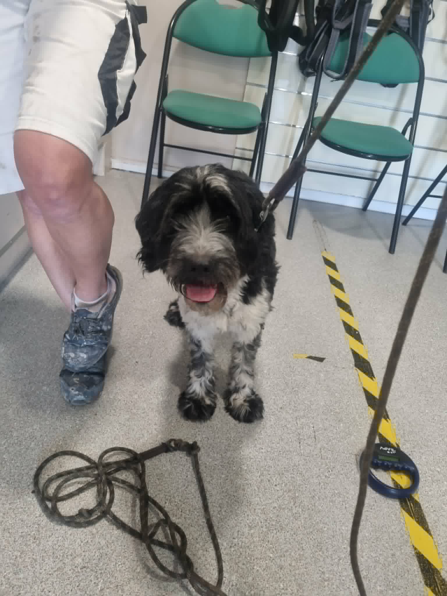 dog-breeder_52 548454
