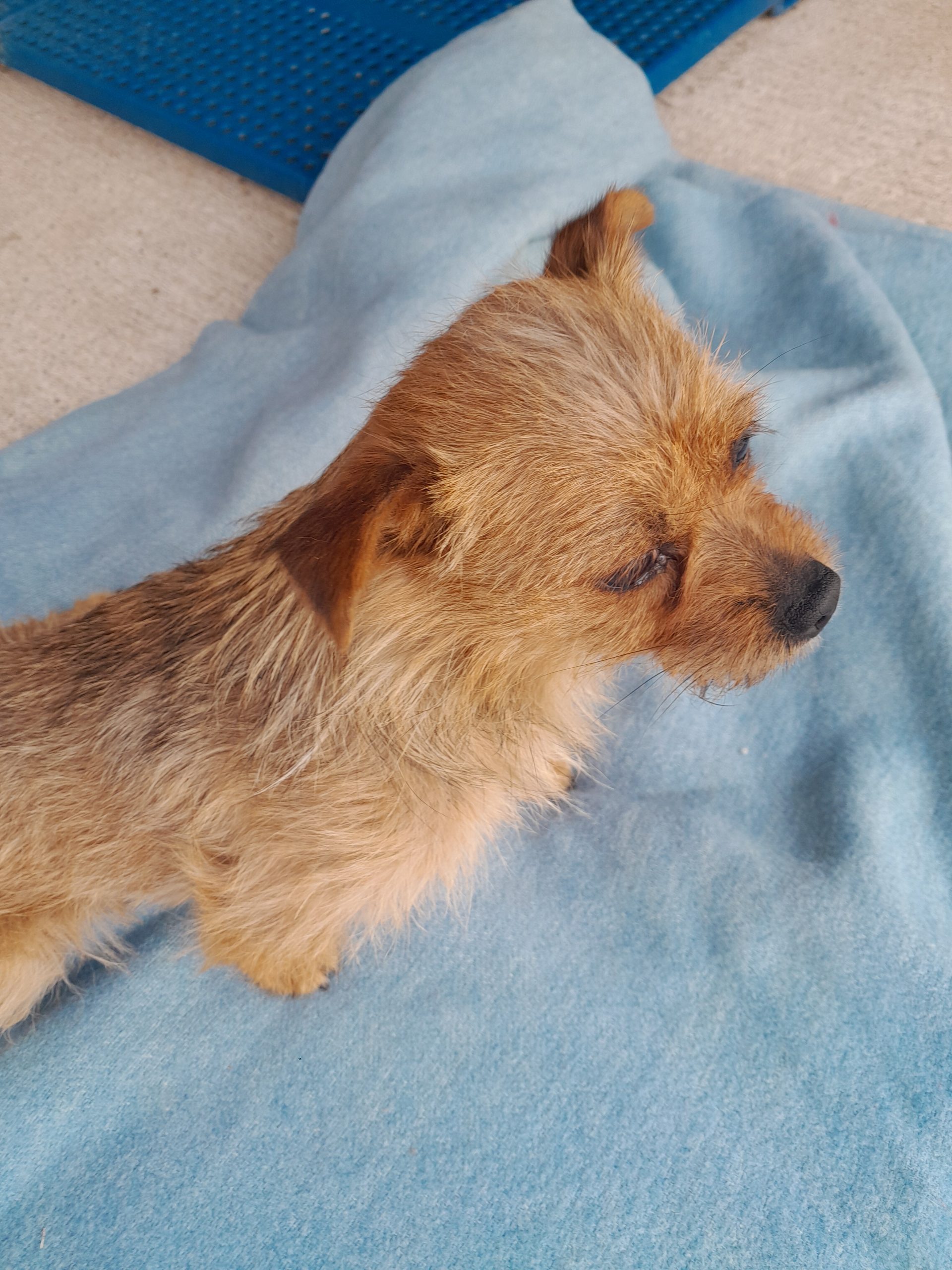 dog-breeder_52 548466