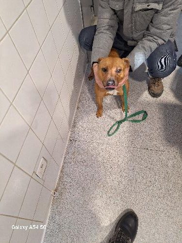 dog-breeder_52 548468