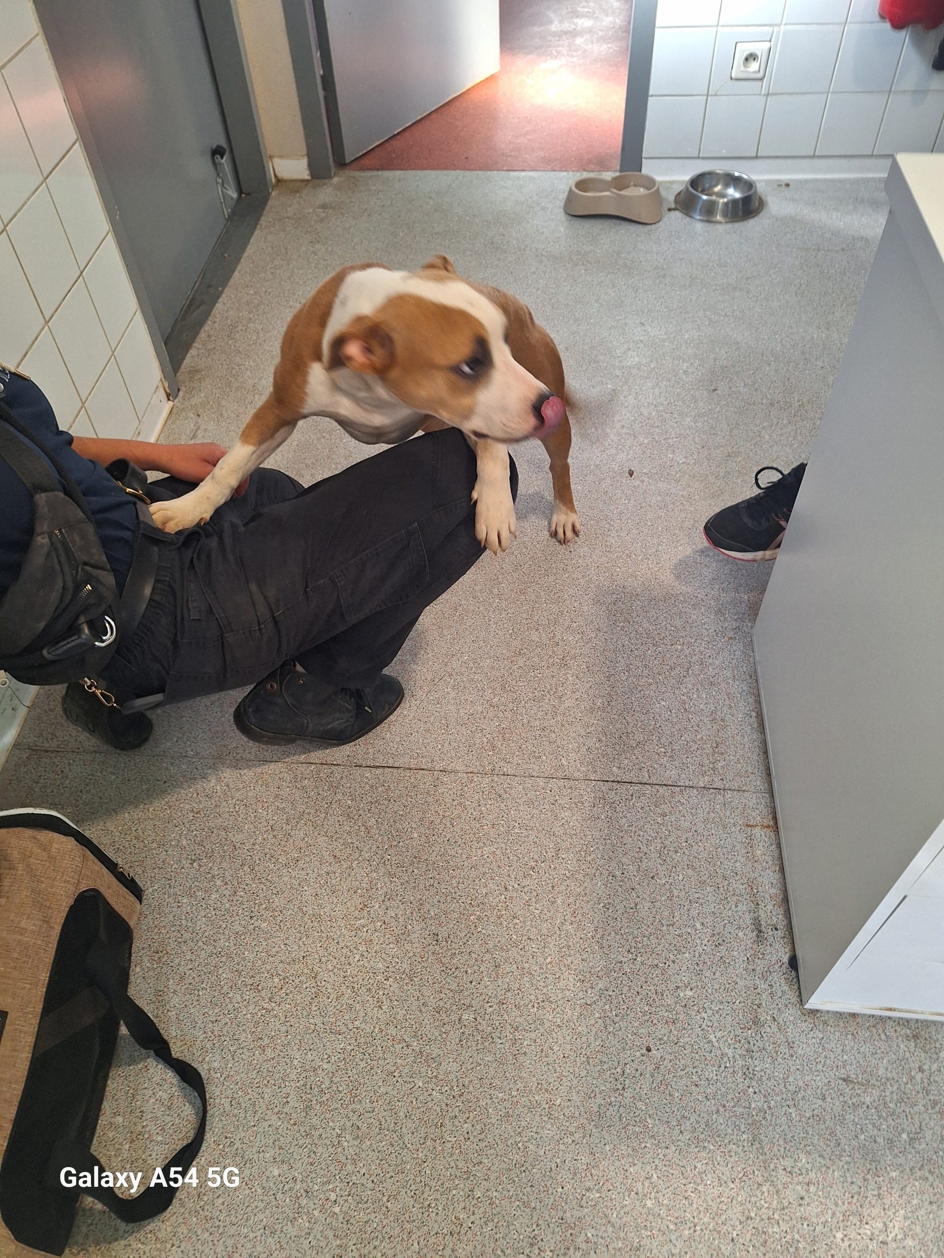 dog-breeder_52 548470