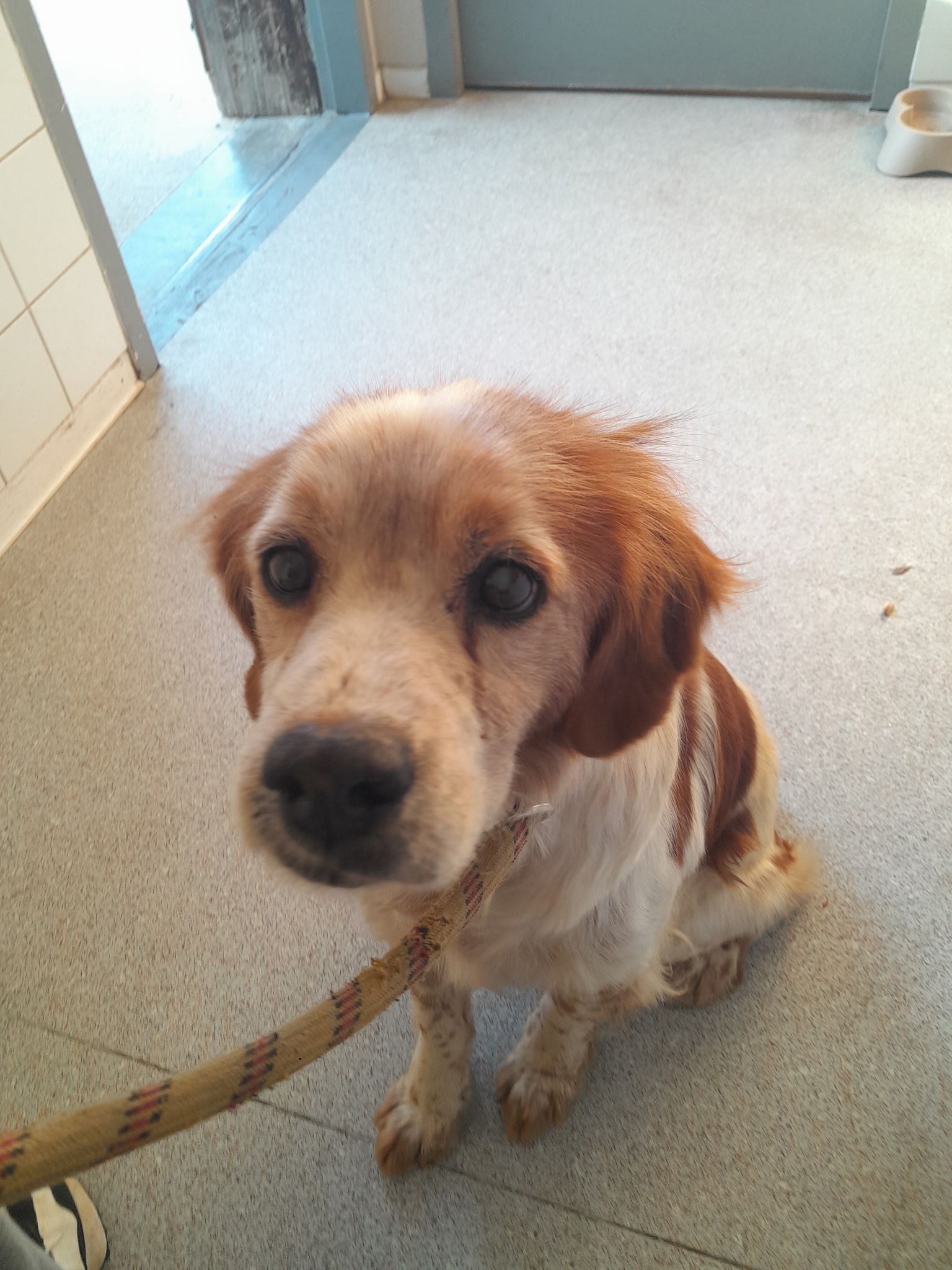 dog-breeder_52 548471