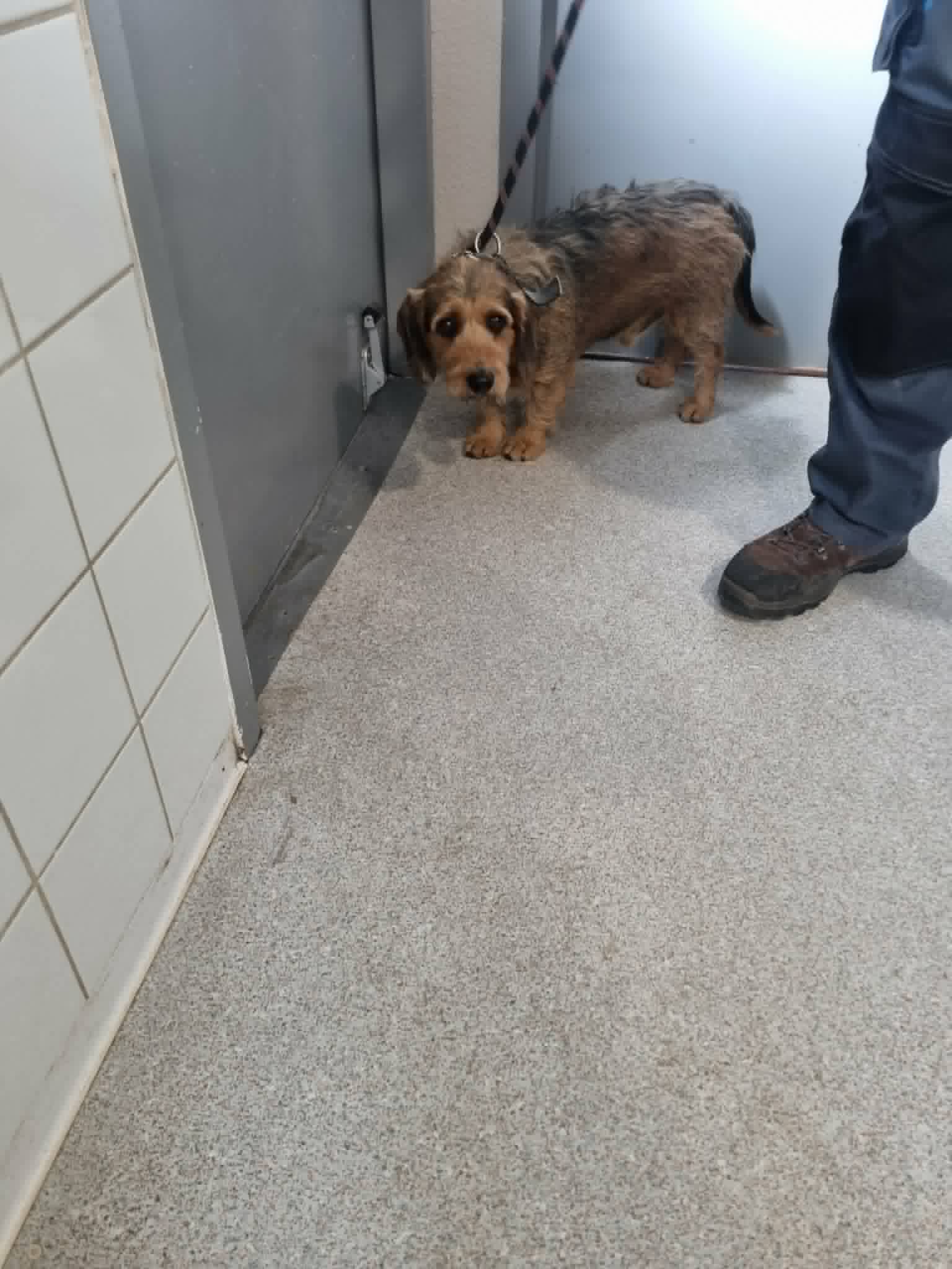 dog-breeder_52 548477