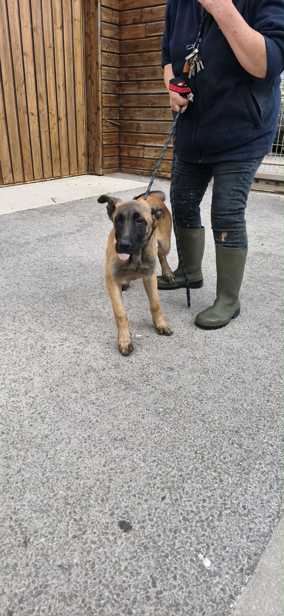 dog-breeder_52 548482