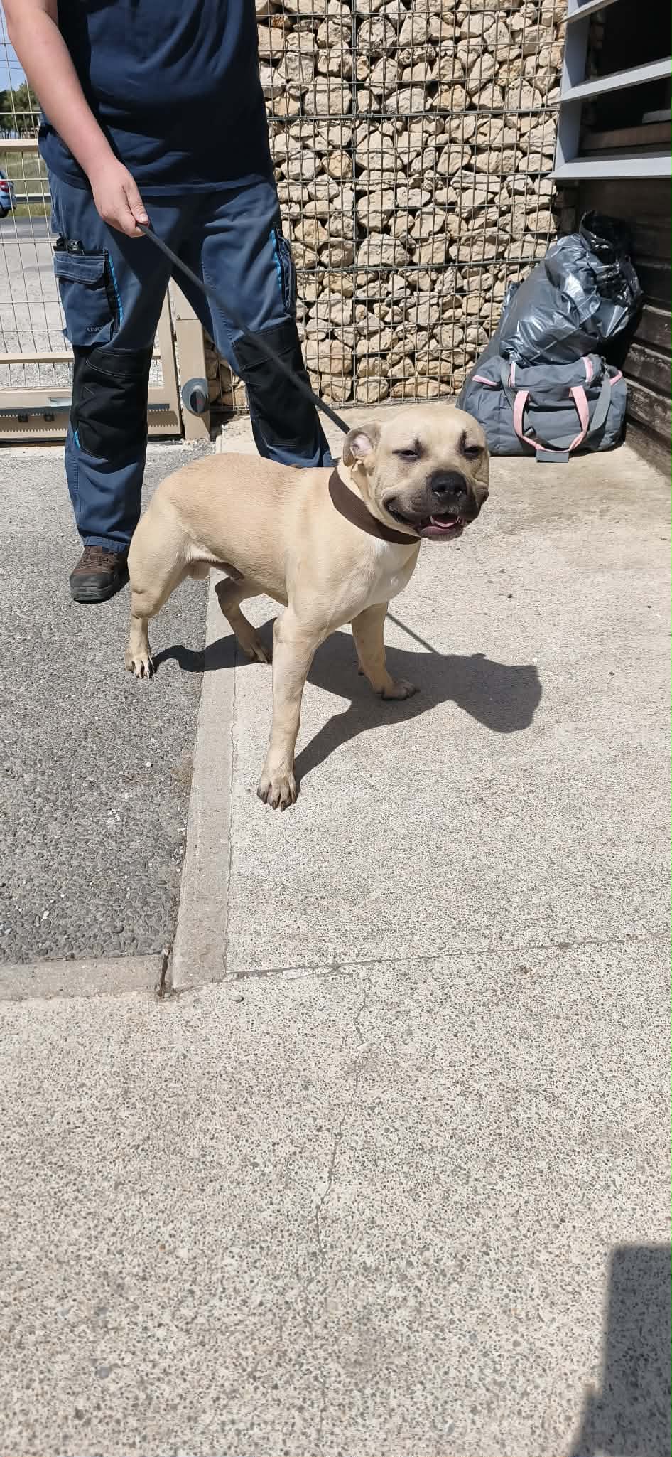 dog-breeder_52 548484