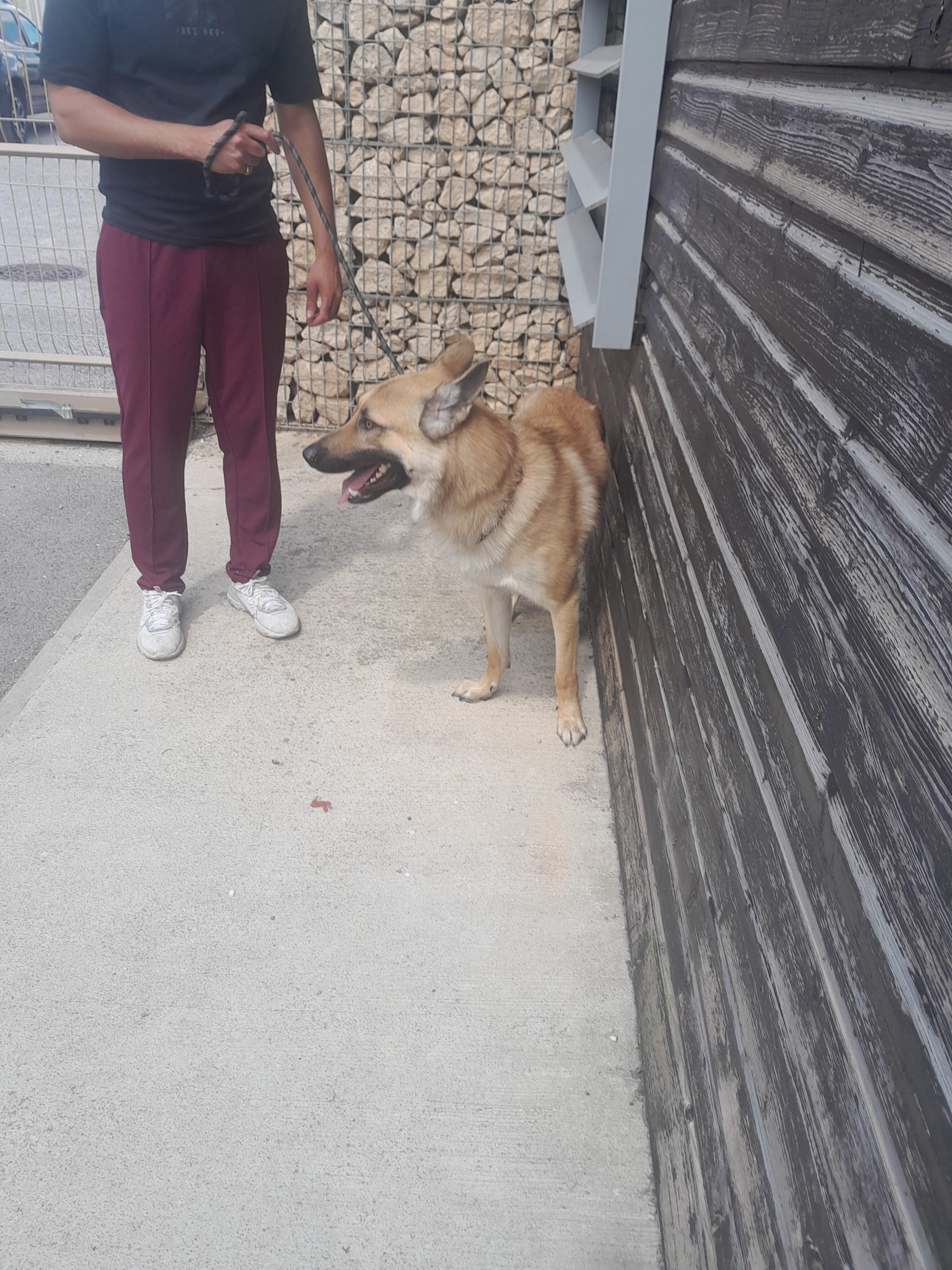 dog-breeder_52 548487