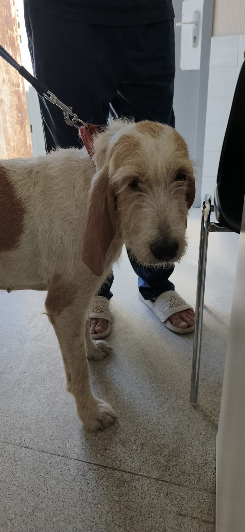 dog-breeder_52 548494