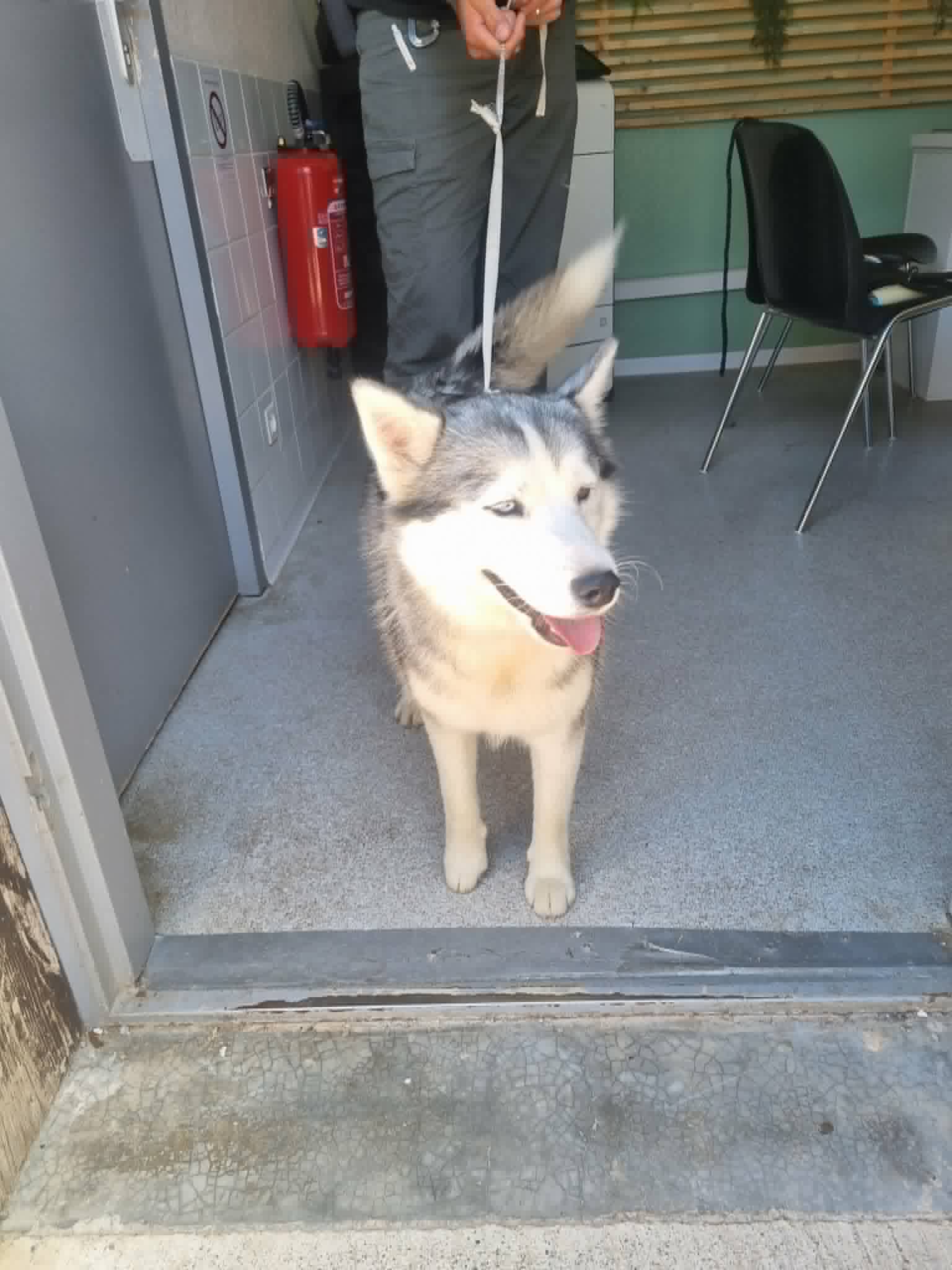 dog-breeder_52 548495