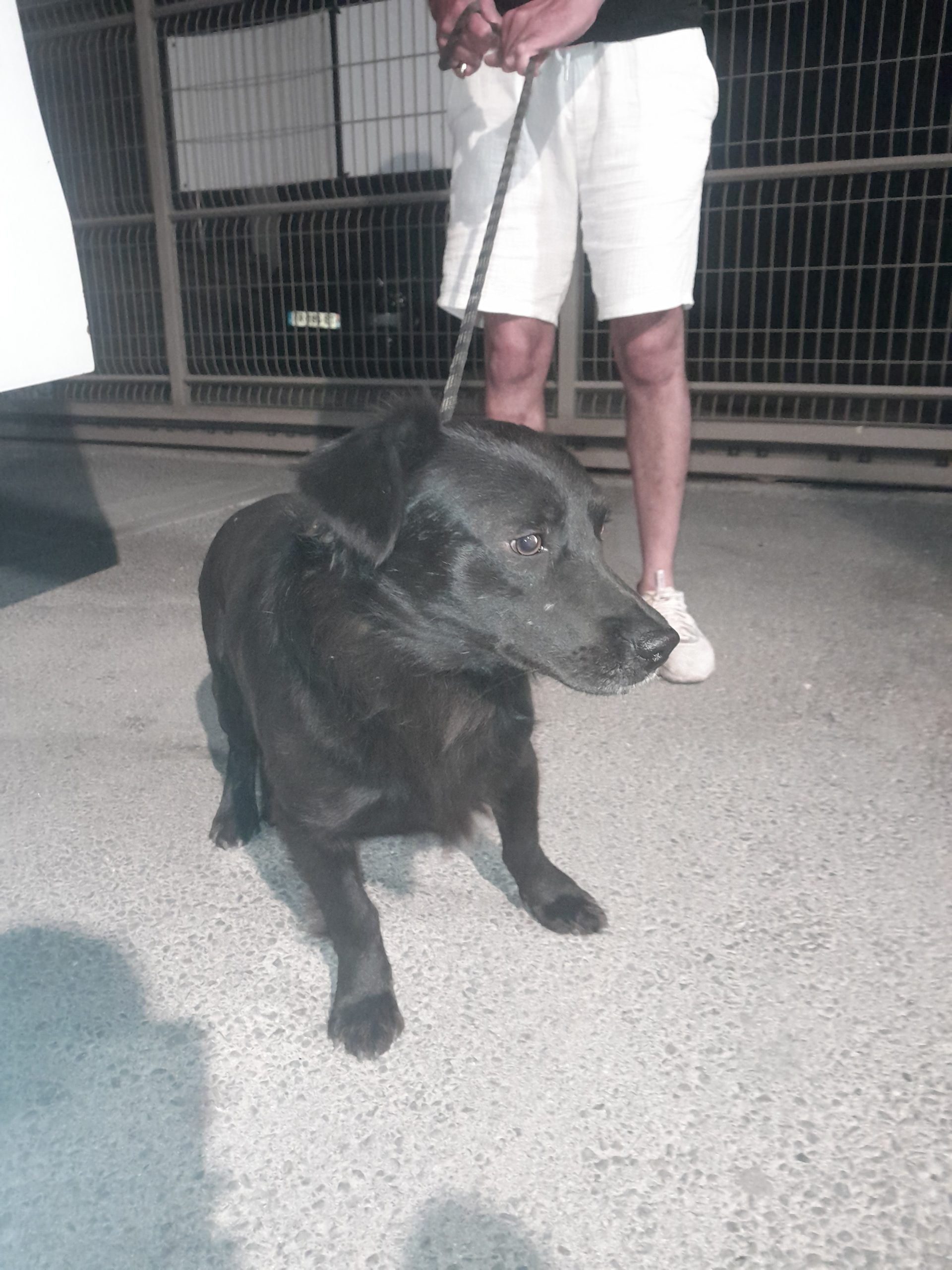 dog-breeder_52 548501