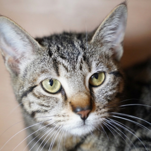 FANNY 96504 - ADOPTEE