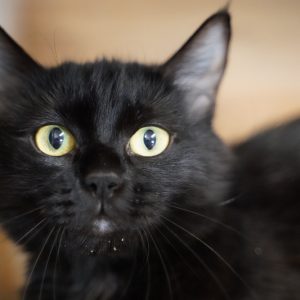 MIRA 96470 - ADOPTEE
