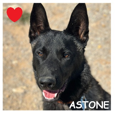 dog-walker-18 astone cdc