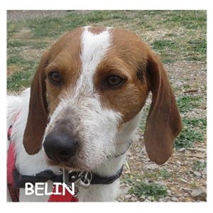 BELIN 96533