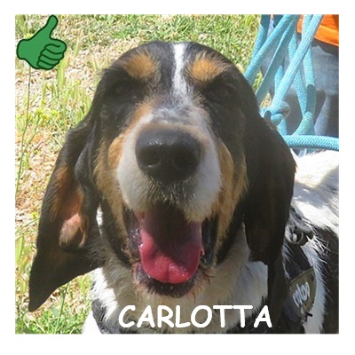 dog-walker-18 carlotta96526