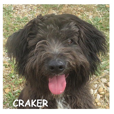 dog-walker-18 craker96513
