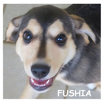 dog-walker-18 fushia96609