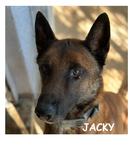 dog-walker-18 jacky95687