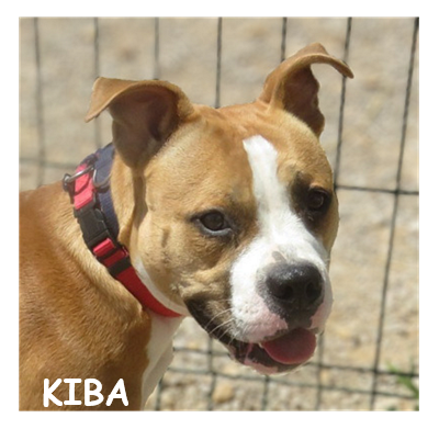 dog-walker-18 kiba96598