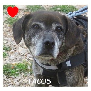 TACOS 96608