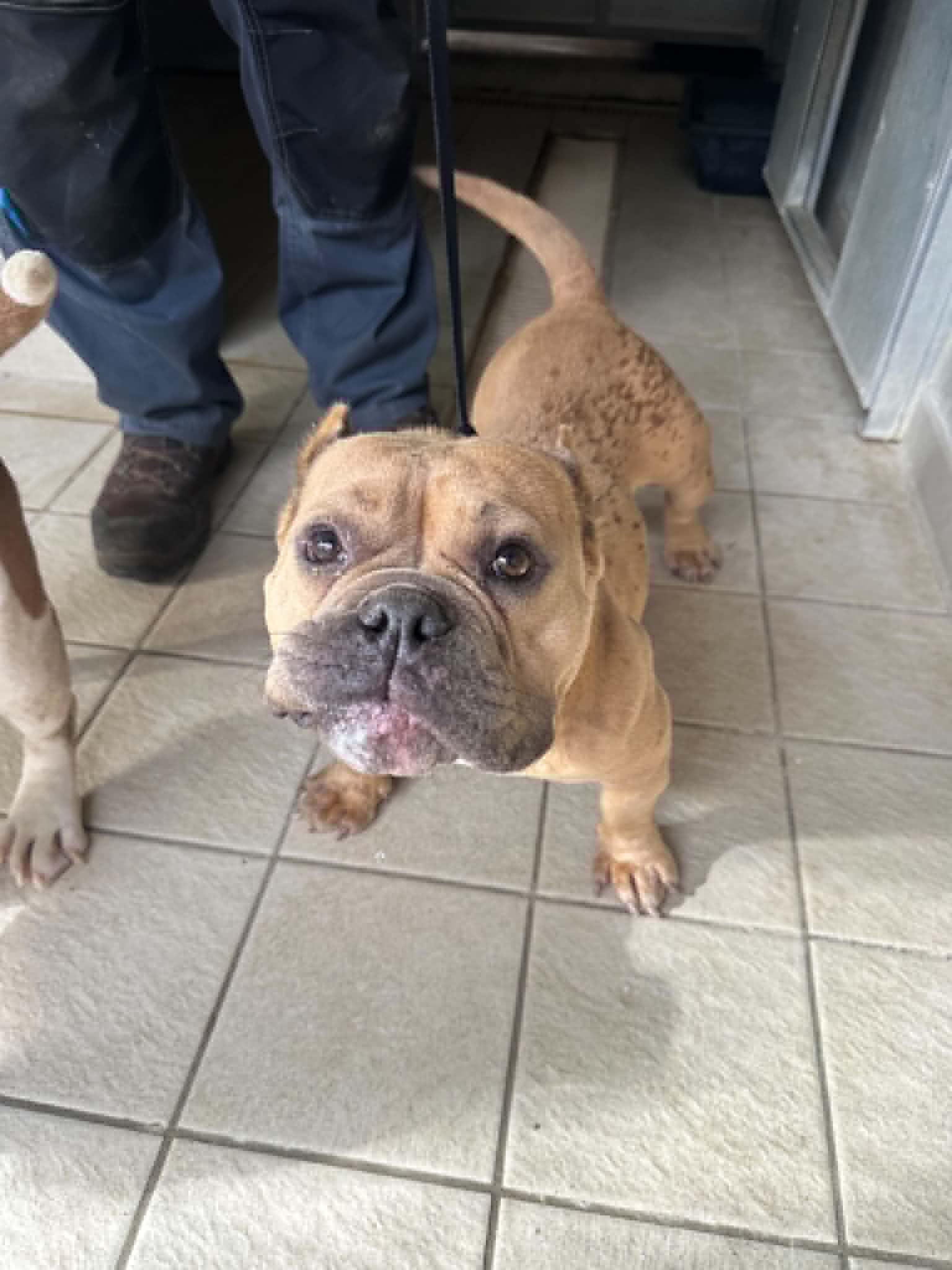 dog-breeder_52 548534