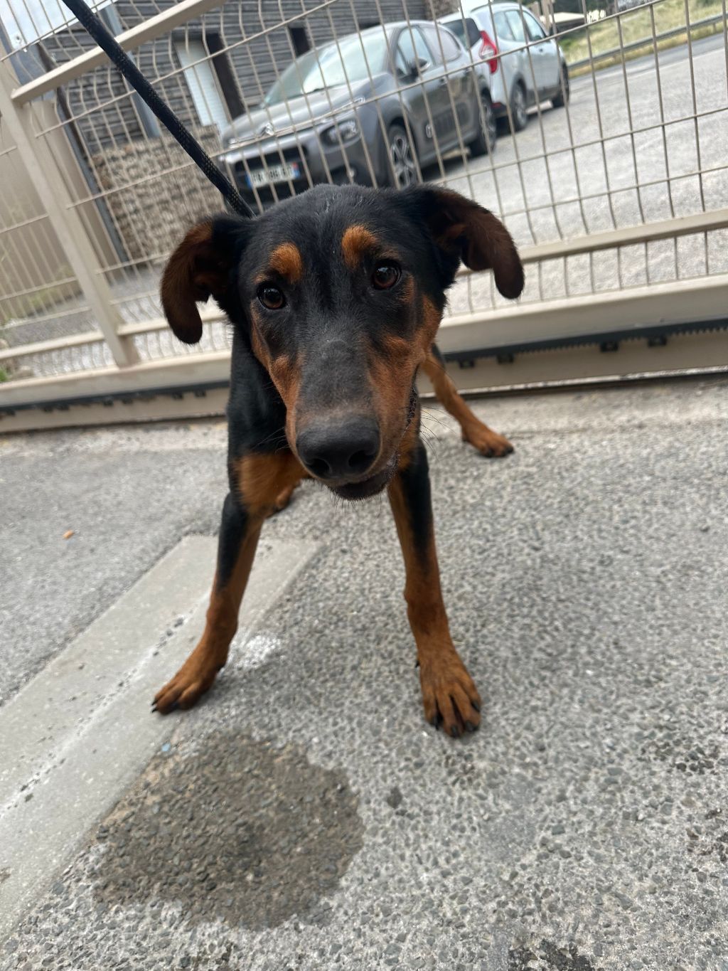 dog-breeder_52 F207 BOY