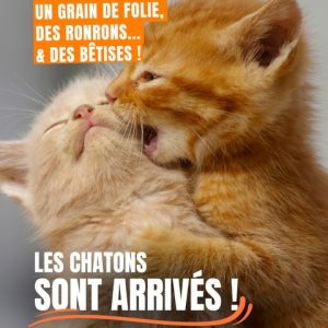 AVIS - LES CHATONS SONT ARRIVES