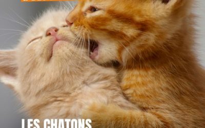 LES CHATONS SONT ARRIVES !!