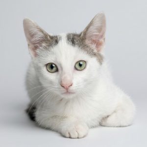 BELLA 96873