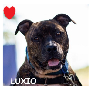 LUXIO 96971