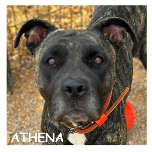 ATHENA 97167