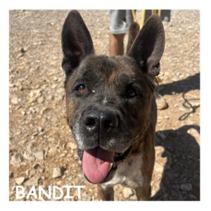 BANDIT 96602